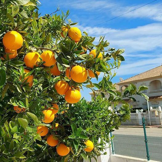 Apartment With Sea View, La Mata 또레비에하 외부 사진